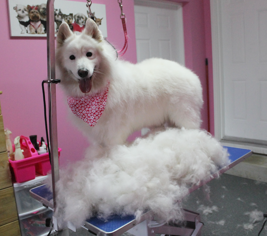 PAW SPA (Dog & Cat Grooming) | point of interest | 815 Kettleridge St, London, ON N6H 0E3, Canada | 5197095671 OR +1 519-709-5671