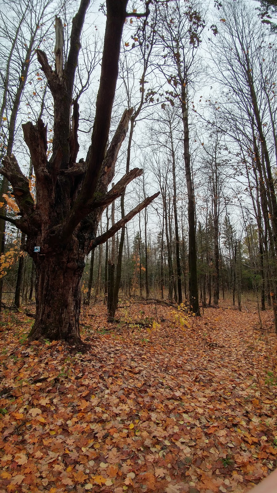 Missisquoi North Course | Rue des Pins S, Eastman, QC J0E 1P0, Canada