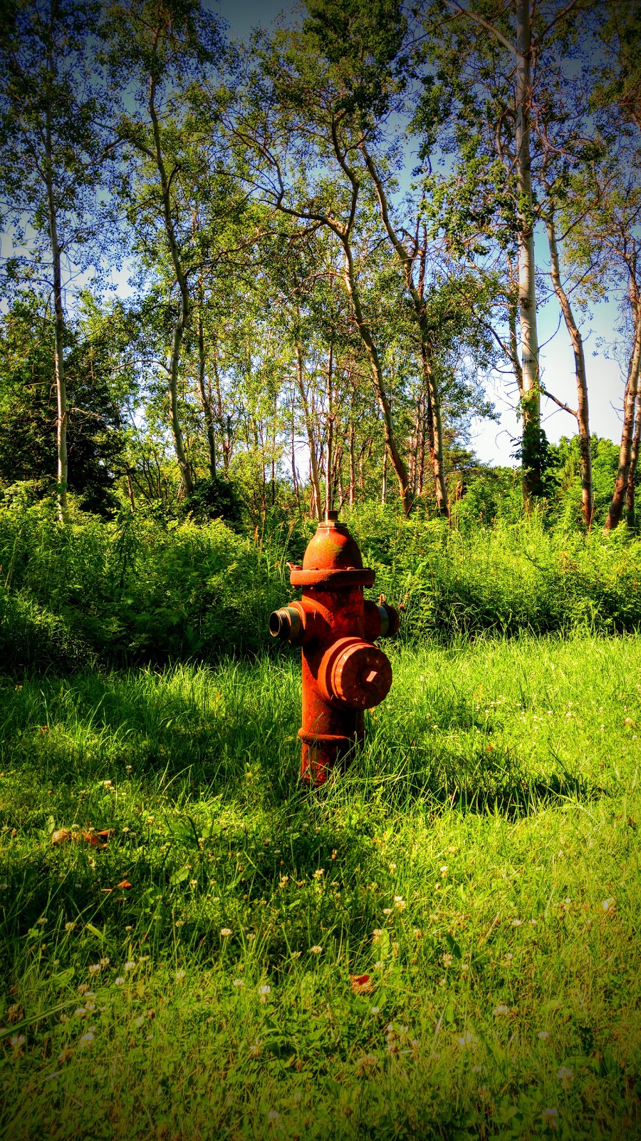Fingal Wildlife Management Area | 34469 Fingal Line, Fingal, ON N0L 1K0, Canada