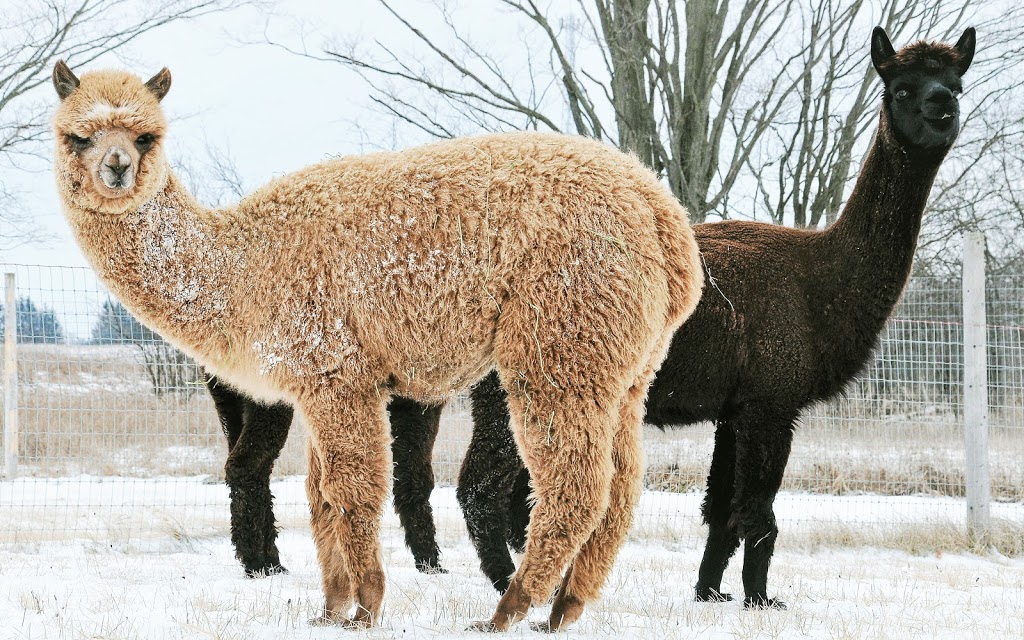 Brae Ridge Farm & Sanctuary | 7667 Maltby Rd E, Puslinch, ON N0B 2J0, Canada | Phone: (226) 924-4065