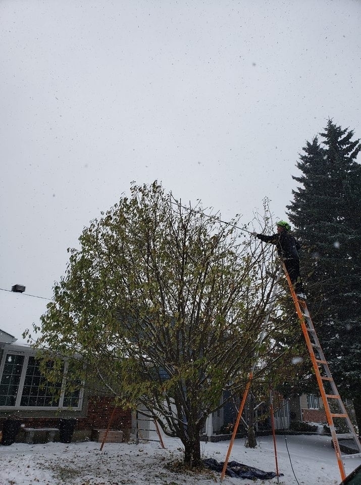 Wild Side Tree Care | 1724 Douglas Glen Grove SE, Calgary, AB T2Z 3A6, Canada | Phone: (587) 575-3474