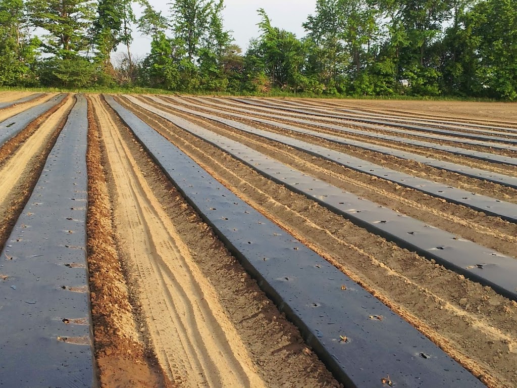 Weel Farms | 12299 County Rd 10, Stayner, ON L0M 1S0, Canada | Phone: (705) 716-5067
