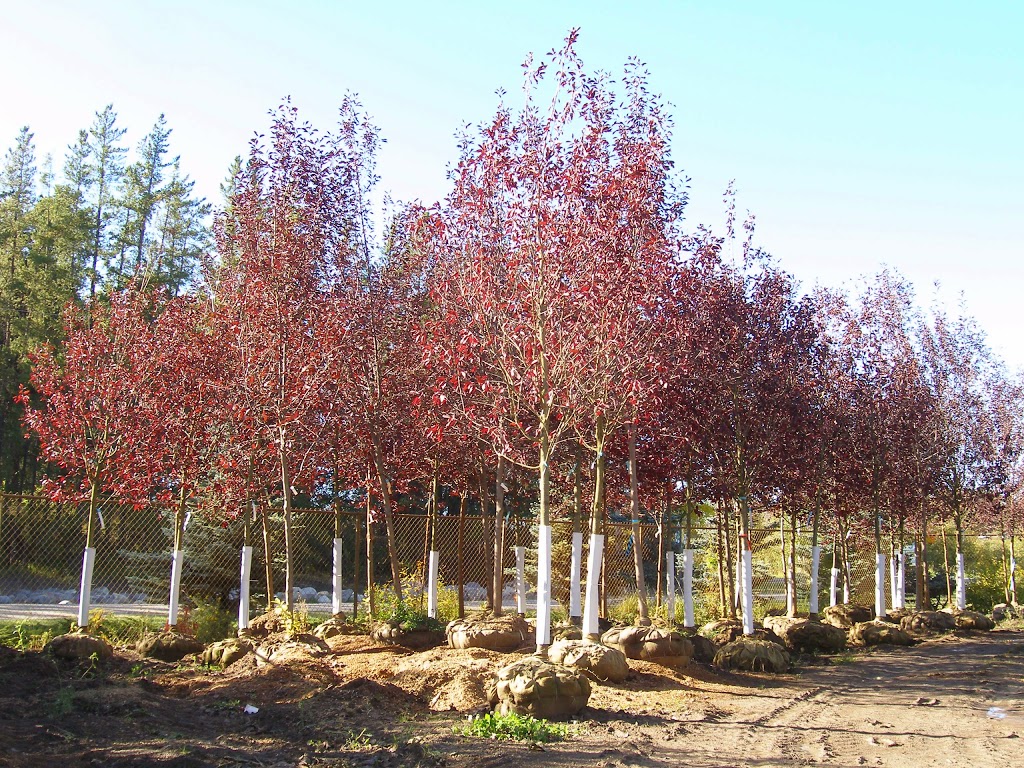 Local Nursery Ltd | 26515A, Township Rd 514, Spruce Grove, AB T7Y 1G1, Canada | Phone: (780) 987-9133