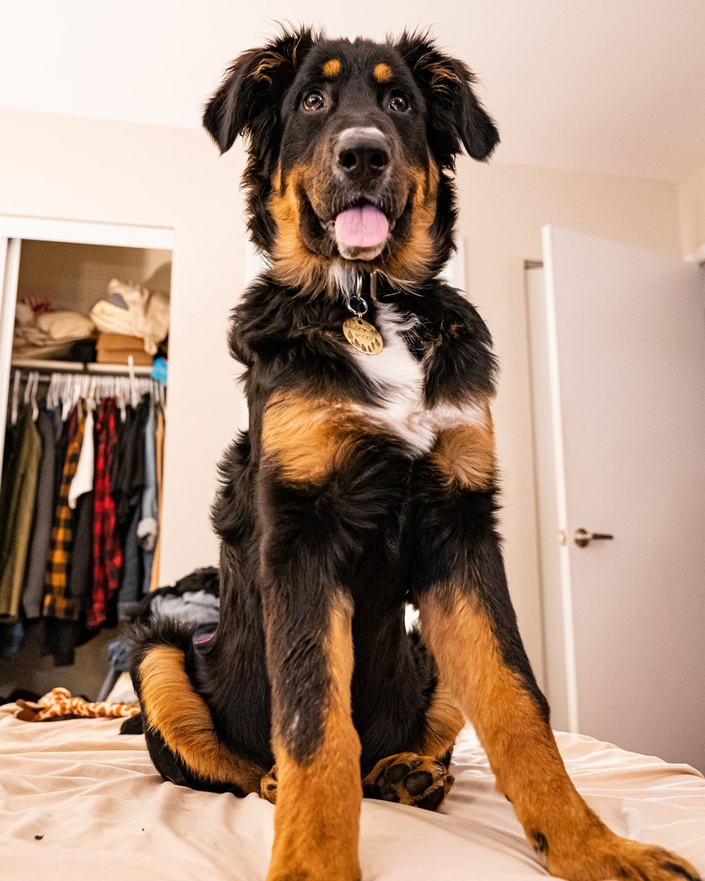 Bark About It Canine Centre | 15 Reeds Rd, Cayuga, ON N0A 1E0, Canada | Phone: (289) 673-1018