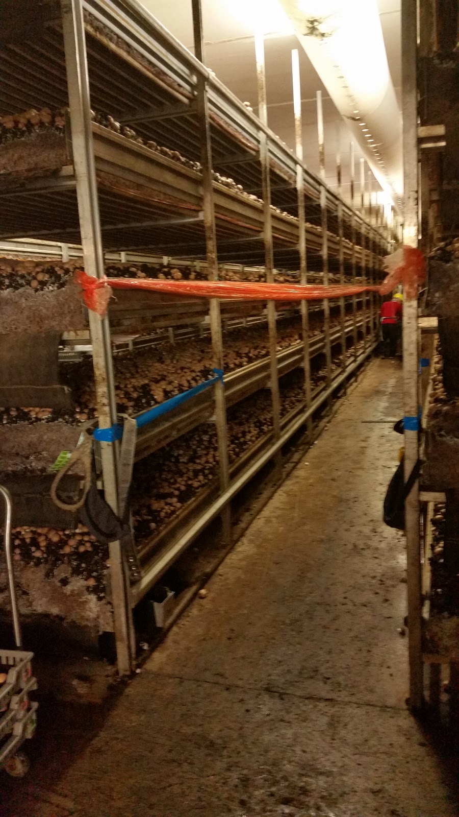 Highline Mushrooms | 2646 Division Rd, Kingsville, ON N9Y 2E5, Canada | Phone: (519) 733-5215