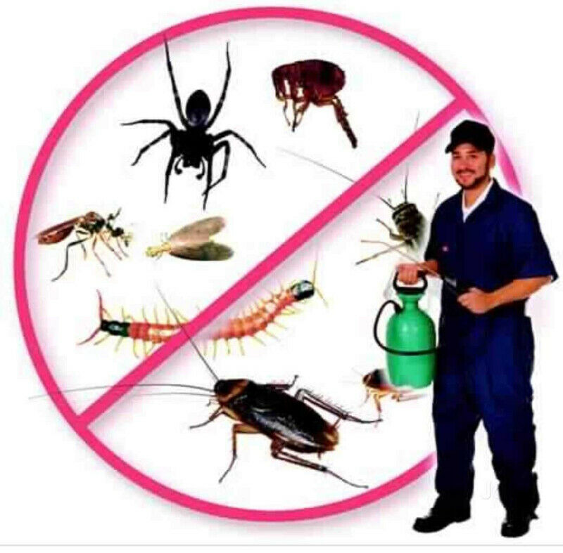 Expert Pest Control | 796 Carlaw Ave, Toronto, ON M4K 3L2, Canada | Phone: (647) 612-7904