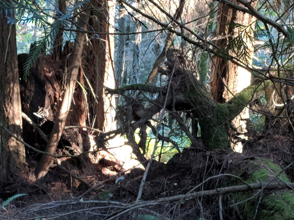 Baker Preserve Trail | Seacrest Dr, Lummi Island, WA 98262, USA