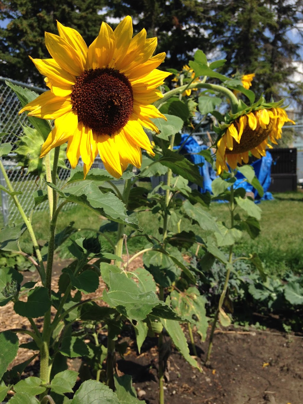 UofC Community Garden | Calgary, AB T2N 4V5, Canada
