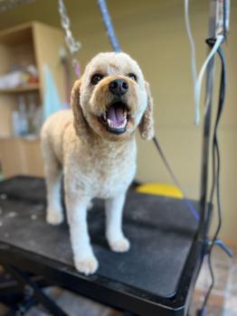 Dog Groomer Calgary | 286 Diamond Dr SE, Calgary, AB T2J 7E2, Canada | Phone: (403) 397-6529