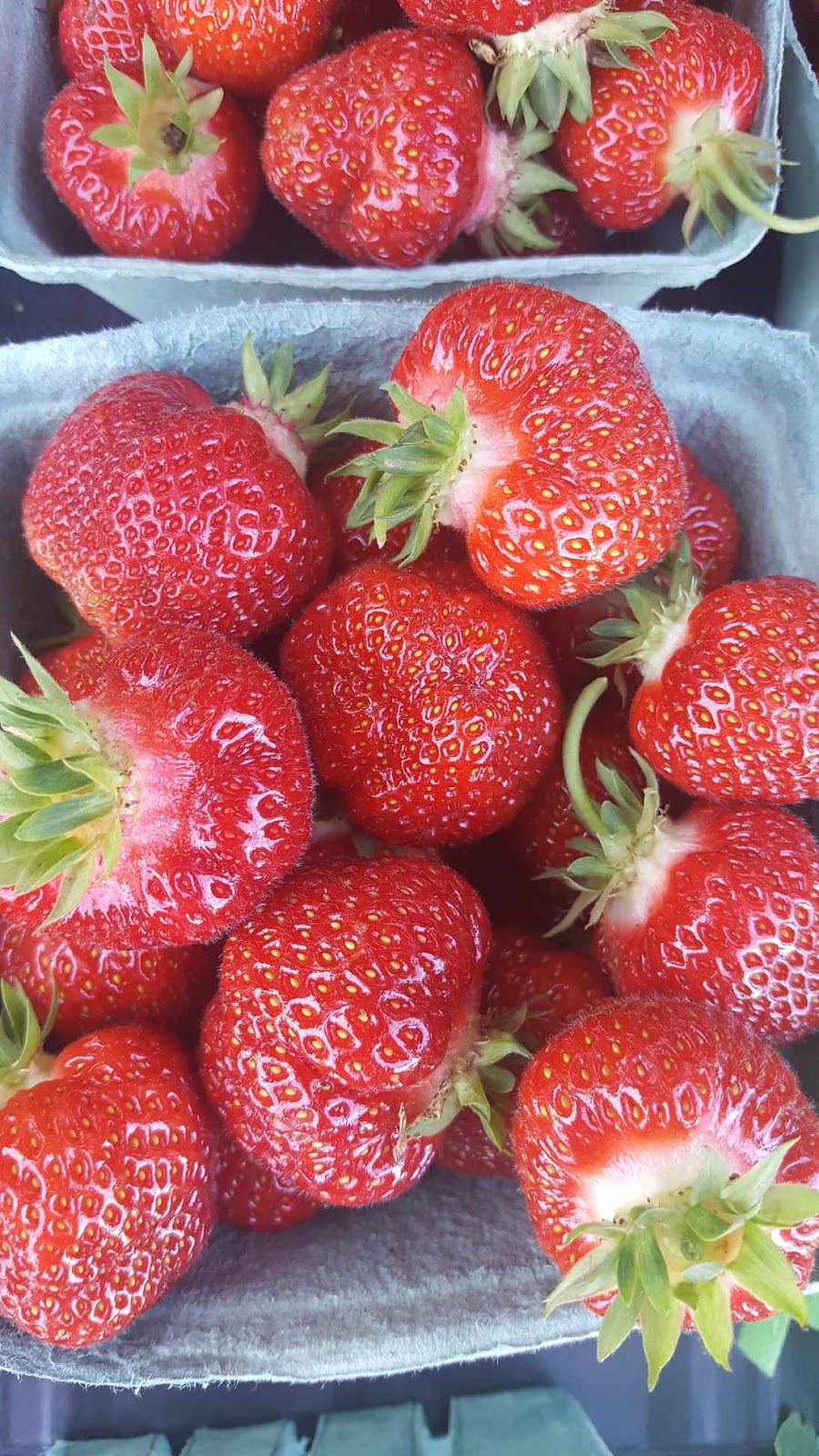 Shore Breeze Farm | 7533 PE-19, Bonshaw, PE C0A 1C0, Canada | Phone: (902) 393-2033