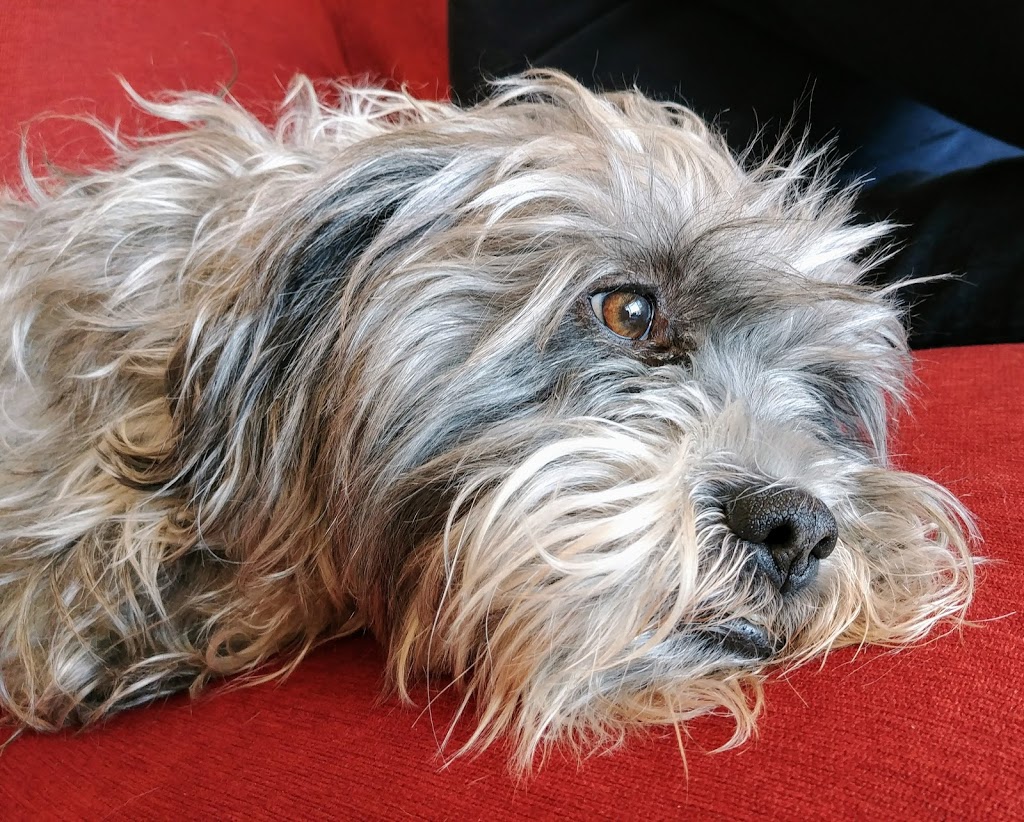 Kingston West Veterinary Hospital | 2165 Bath Rd, Kingston, ON K7M 4Y3, Canada | Phone: (613) 634-7474