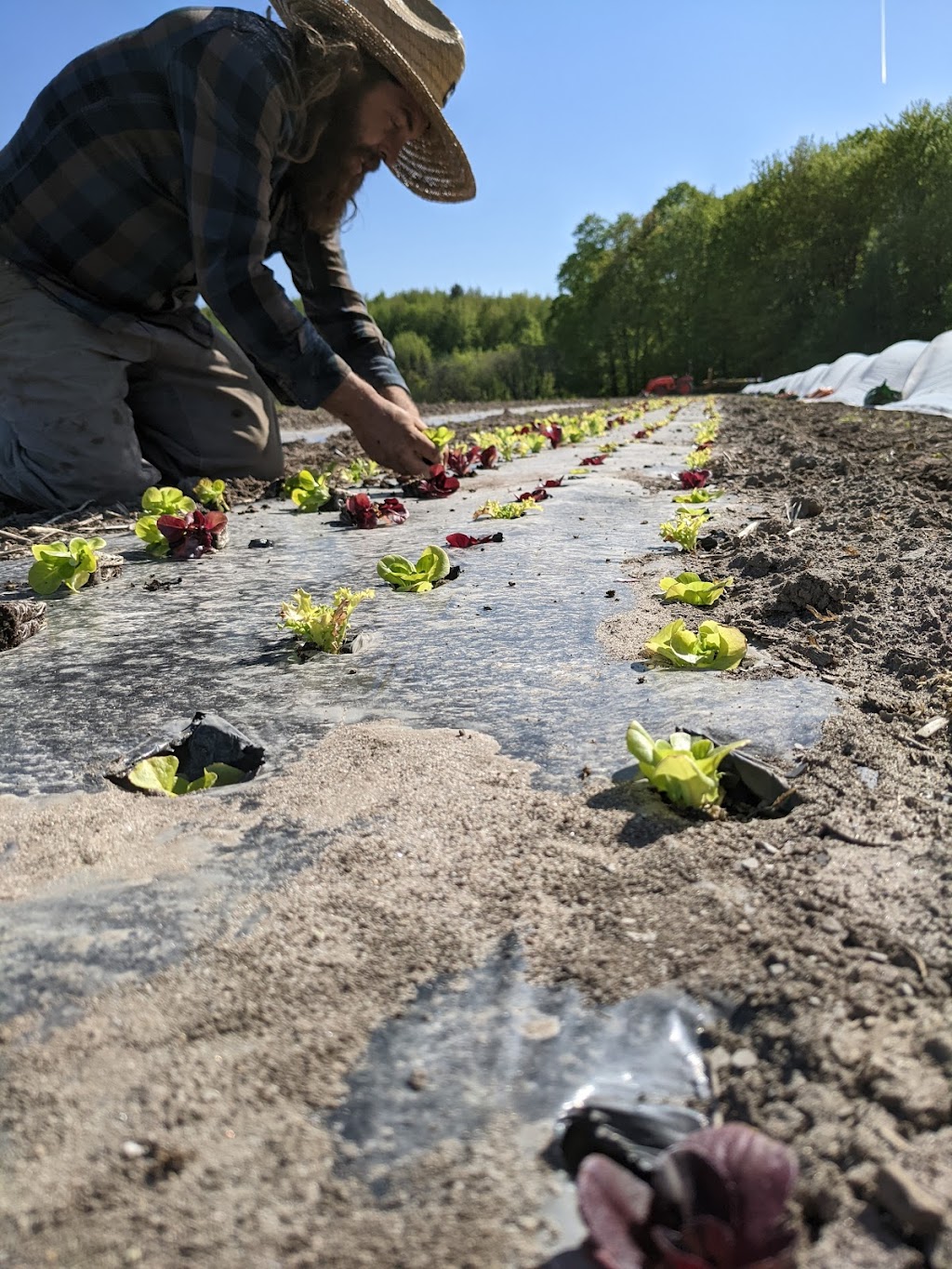 Nos Racines - projet paysan - | 1006 Rang Bourgchemin O, Saint-Hugues, QC J0H 1N0, Canada | Phone: (450) 881-4248
