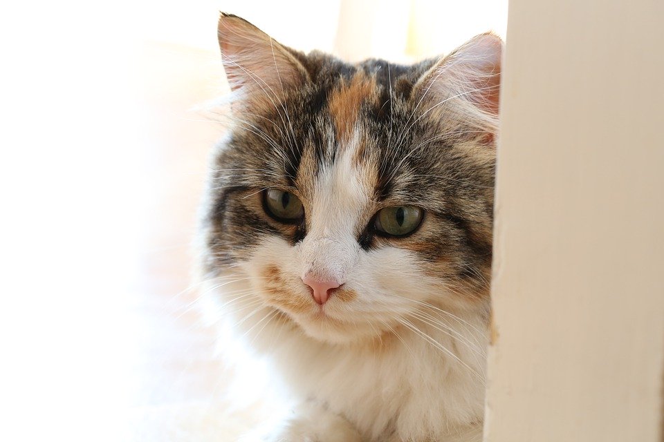 Clearbrook Animal Hospital | 32122 S Fraser Way, Abbotsford, BC V2T 1W4, Canada | Phone: (604) 859-6331