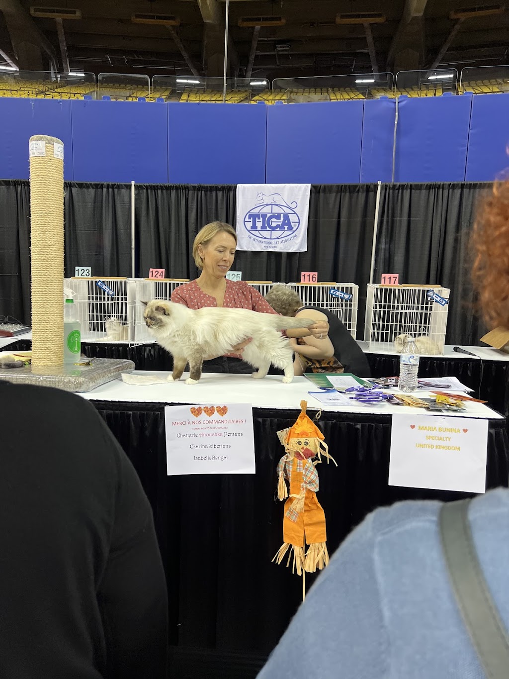 Cream Cake Ragdoll Cattery | 40 Chem. de Cochrane, Compton, QC J0B 1L0, Canada | Phone: (416) 841-8925