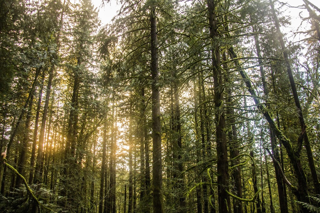 Chilliwack Community Forest | 51642 Allan Rd, Chilliwack, BC V4Z 1L2, Canada | Phone: (604) 793-2904