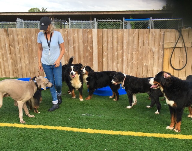 Centre Canin La Niche | 283 Chem. de la Presquîle, Repentigny, QC J5Z 0E3, Canada | Phone: (514) 236-3605