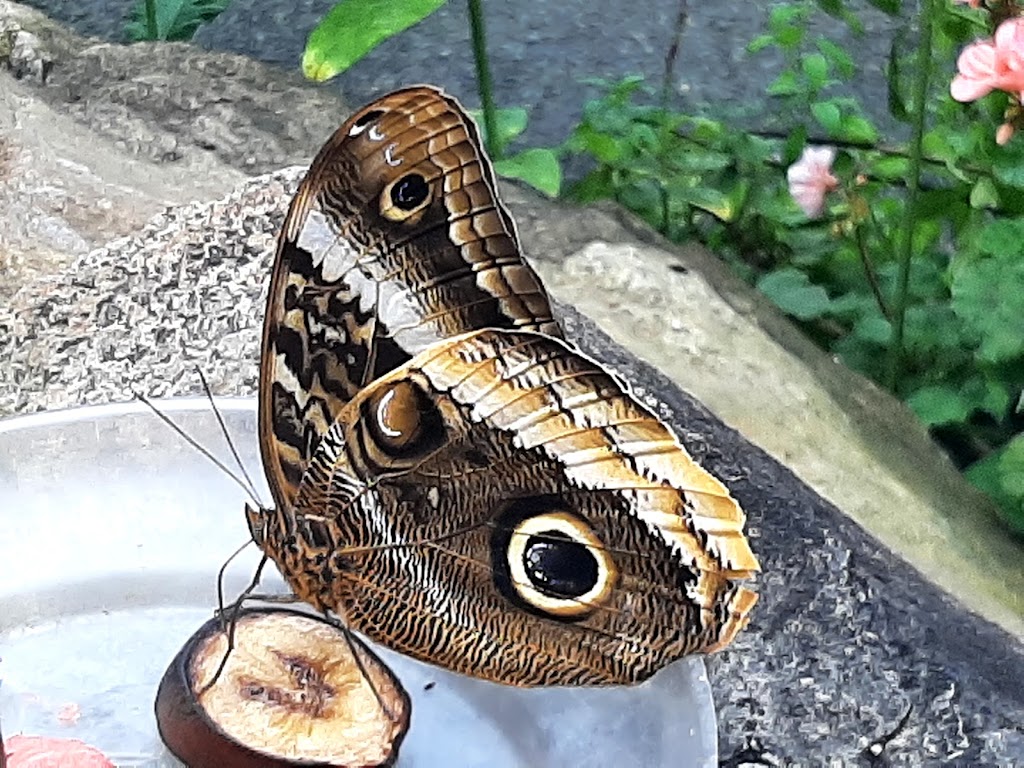 Butterfly World, Coombs | 1080 Winchester Rd, Coombs, BC V0R 1M0, Canada | Phone: (250) 248-7026