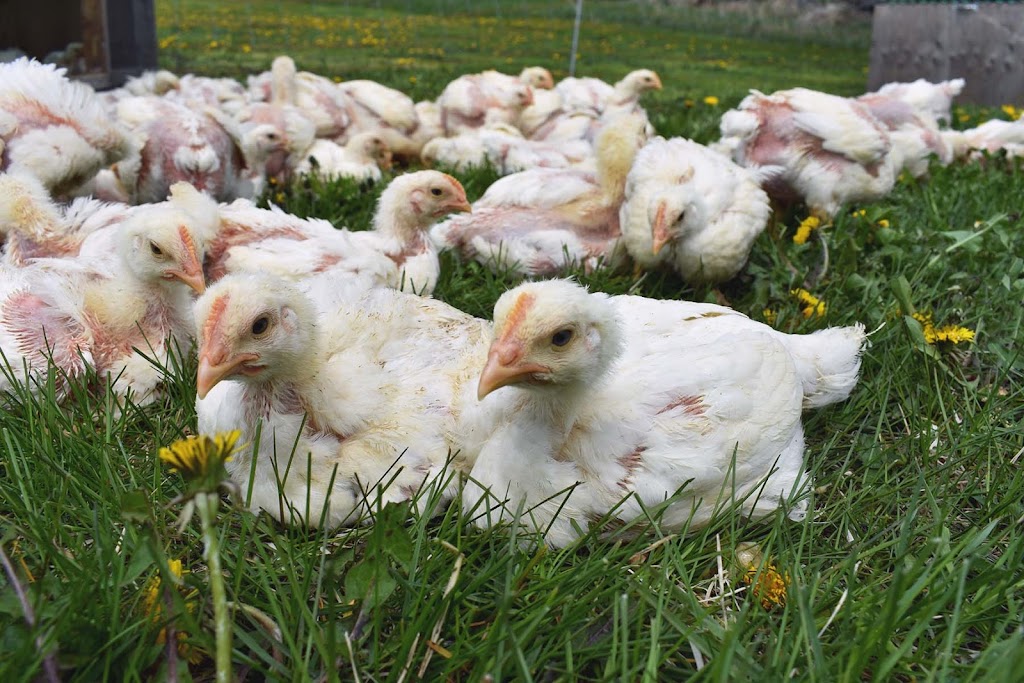Your Farms | 207353 ON-9, Mono, ON L9W 6J2, Canada | Phone: (519) 938-0952