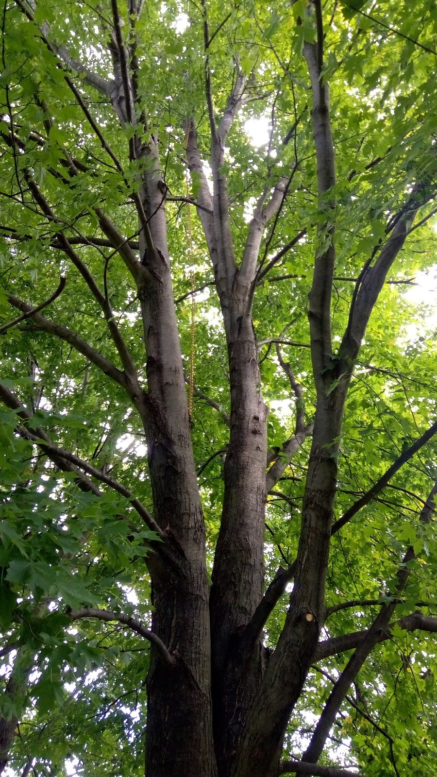 Beesley Tree Care | 169 Inverhaugh Rd, Ariss, ON N0B 1B0, Canada | Phone: (519) 400-3695