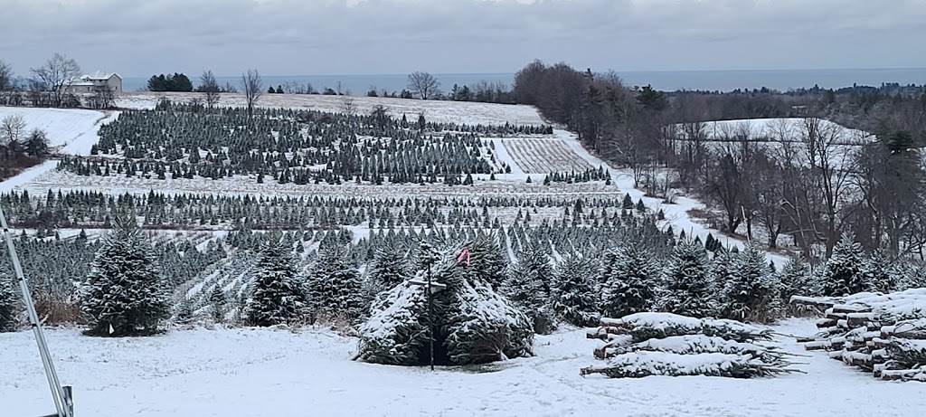 J & D Tree Farm | 13809 Telephone Rd, Colborne, ON K0K 1S0, Canada | Phone: (905) 355-3009