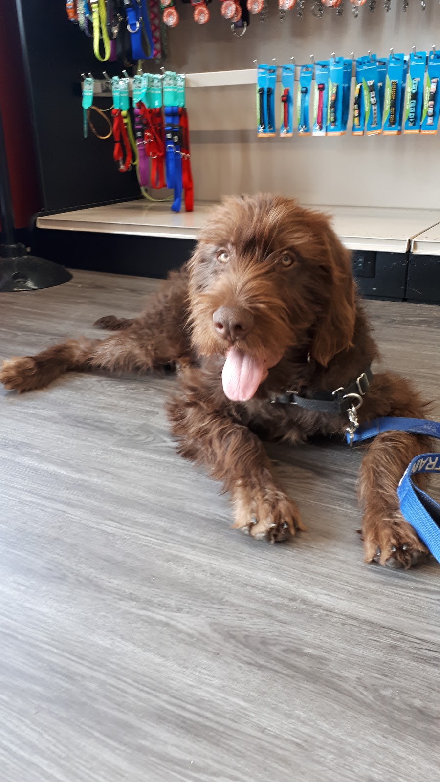 Global Pet Foods | 344 Glendale Ave #6b, St. Catharines, ON L2T 4E3, Canada | Phone: (905) 680-0880