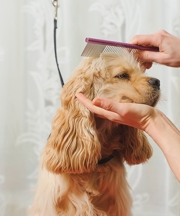Caygeon Cats & Canines Grooming | 797 Peterborough County Rd 36, Bobcaygeon, ON K0M 1A0, Canada | Phone: (705) 731-0298