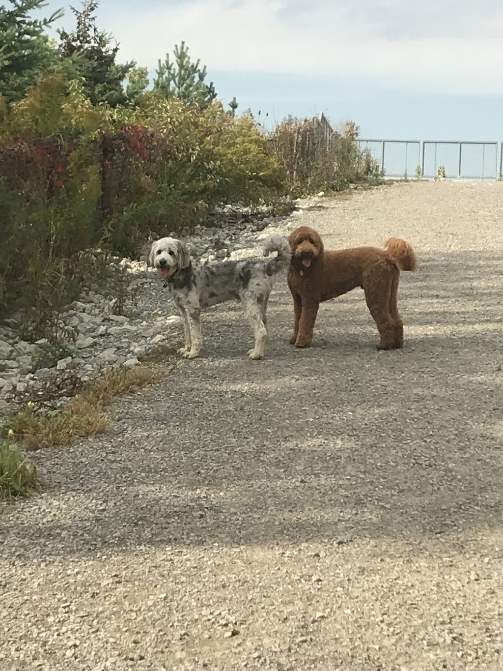 Woof-Tastic Doggie Care | 883 Percy Crescent, Kingston, ON K7M 4P3, Canada | Phone: (416) 820-3195