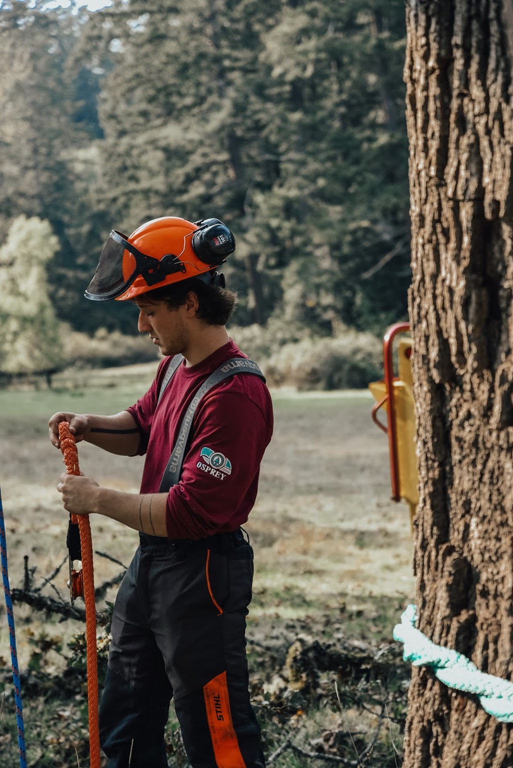 Osprey Tree Service | 558 Taylor Rd, Victoria, BC V9C 3Y7, Canada | Phone: (250) 474-7993