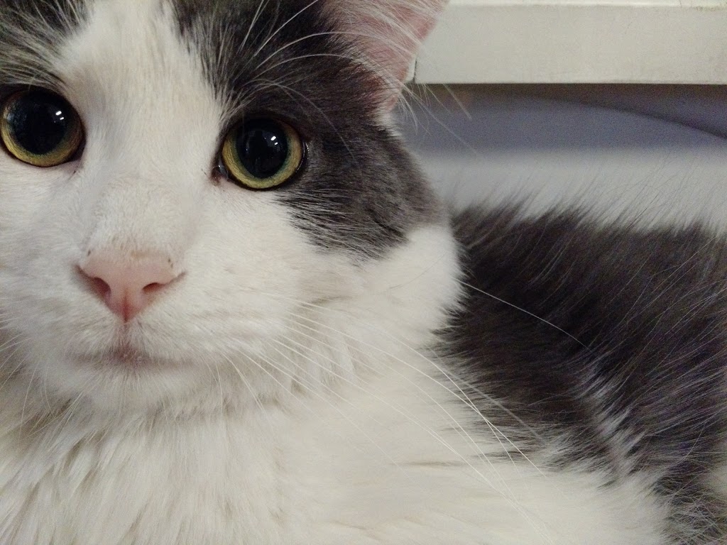 Pet Valu | 6758 Kingston Rd, Scarborough, ON M1B 1G8, Canada | Phone: (416) 284-6750