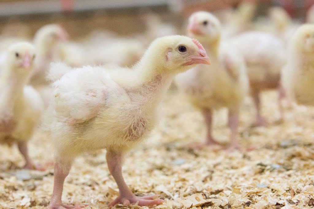 Country Lane Farms | Wheatland County, AB T0J 1Y0, Canada | Phone: (403) 934-2755
