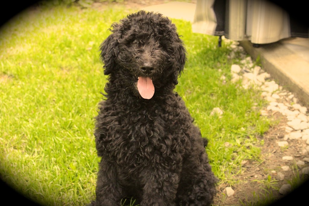 Elevage Harahel Goldendoodle | 292 Route 122, Saint-Guillaume, QC J0C 1L0, Canada | Phone: (819) 473-1972