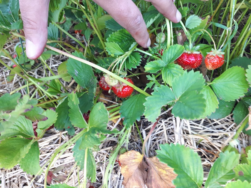 Austins Strawberries | 2591 Cockshutt Rd, Waterford, ON N0E 1Y0, Canada | Phone: (519) 443-5837