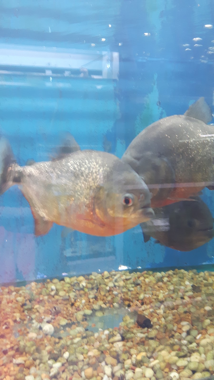 Tropical Fish Room Ltd | 166 Grand River Ave, Brantford, ON N3T 4X6, Canada | Phone: (519) 756-6225