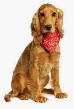 Hounds On Holiday Inc. | 19 Owens Way, Guelph, ON N1L 1B3, Canada | Phone: (519) 835-5588