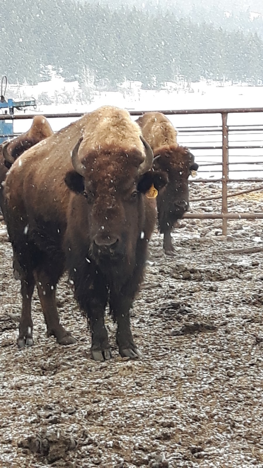 Turtle Valley Bison Company | 724 Squilax Turtle Valley Rd, Chase, BC V0E 1M1, Canada | Phone: (587) 888-2433