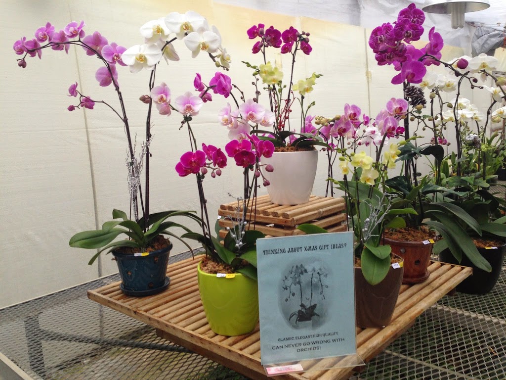 Ever Spring Orchids | 2868 Pipeline Rd, West Saint Paul, MB R4A 7A8, Canada | Phone: (204) 338-2340
