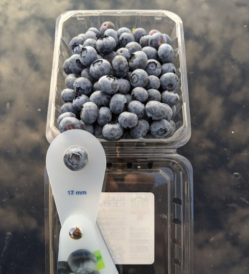 West Coast Blueberry Farms | 13753 Hale Rd, Pitt Meadows, BC V3Y 1Z1, Canada | Phone: (604) 465-6600