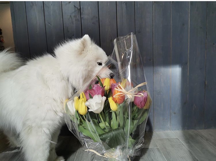 JAS Floral Decor | 5555 Avenue Westminster, Côte Saint-Luc, QC H4G 2J2, Canada | Phone: (514) 567-0888