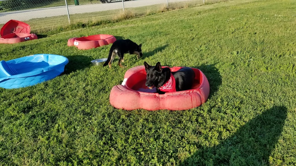 Stratford Dog Park | 159 Packham Rd, Stratford, ON N5A 6S4, Canada