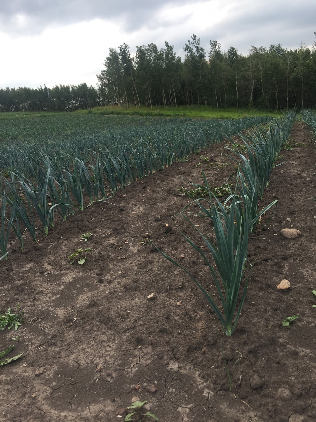 Lunds Organic Farm | 7501 C & E Trail T4G 0G9, Innisfail, AB T4G 0B1, Canada | Phone: (403) 506-1903