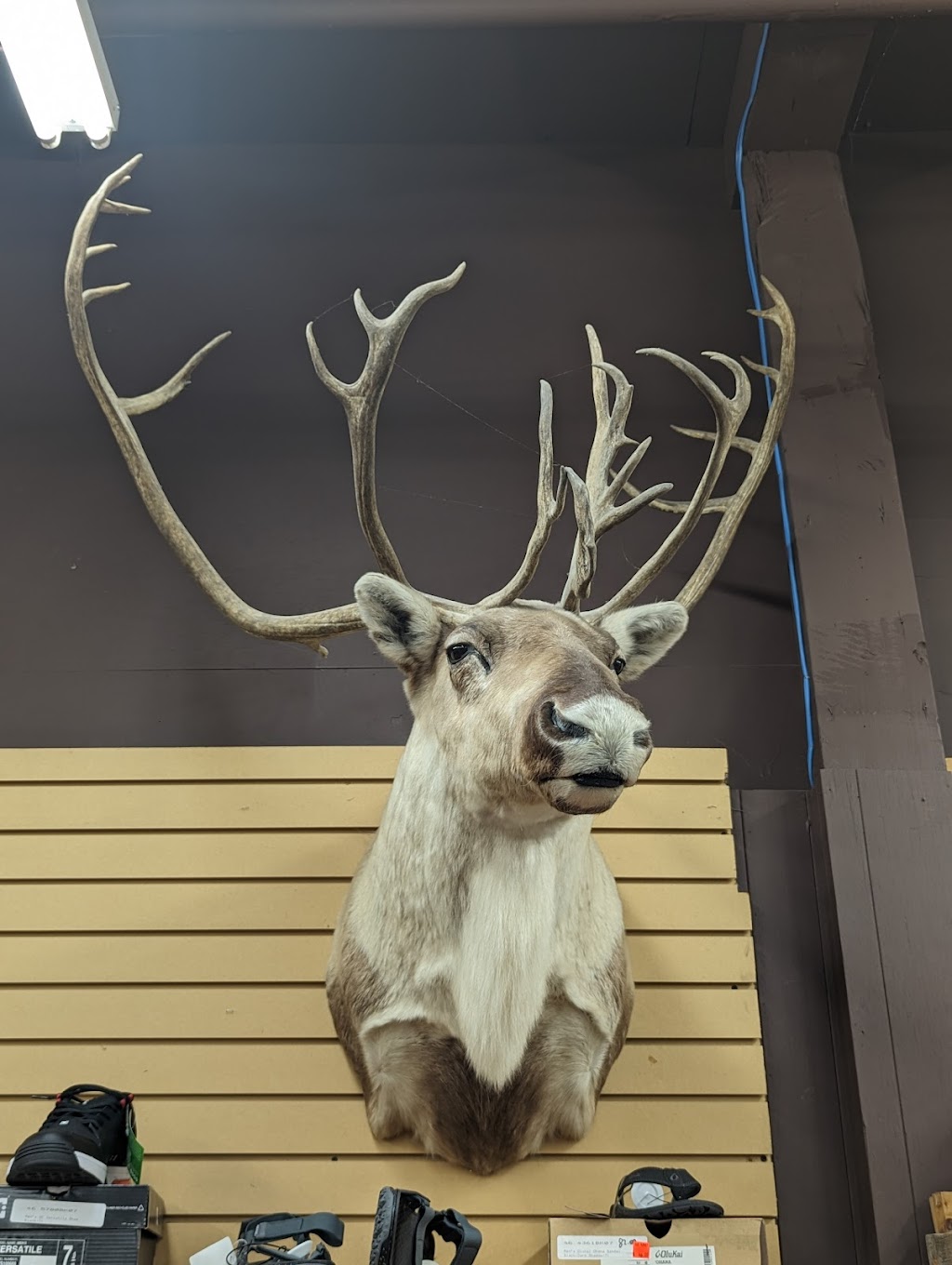 Winnipeg Outfitters Inc. | 250 McPhillips St, Winnipeg, MB R3E 2K4, Canada | Phone: (800) 665-0193