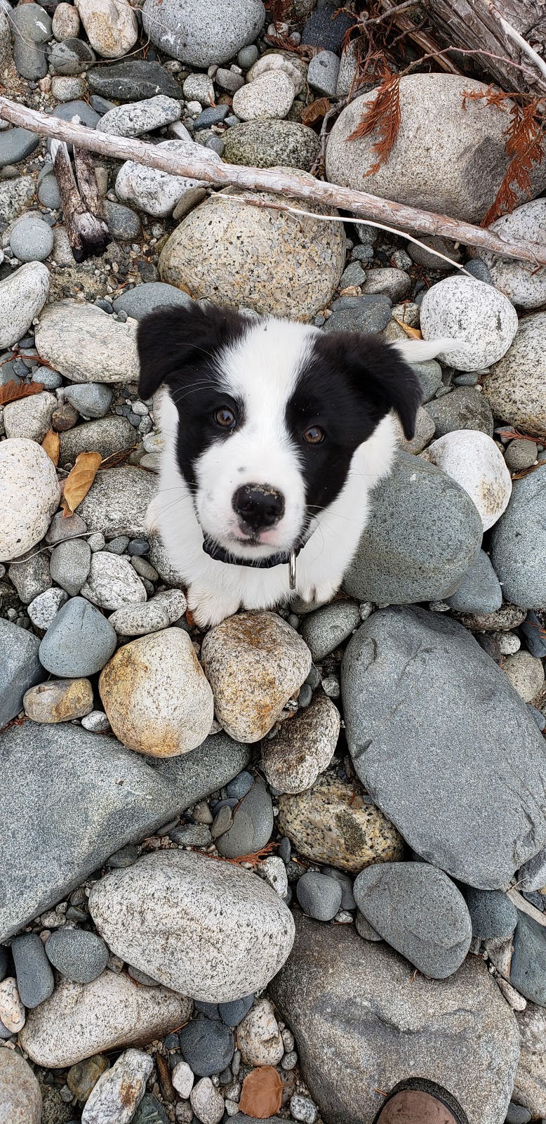 Bosleys by Pet Valu | 2306 BC-6 #210, Vernon, BC V1T 7E3, Canada | Phone: (250) 558-0566