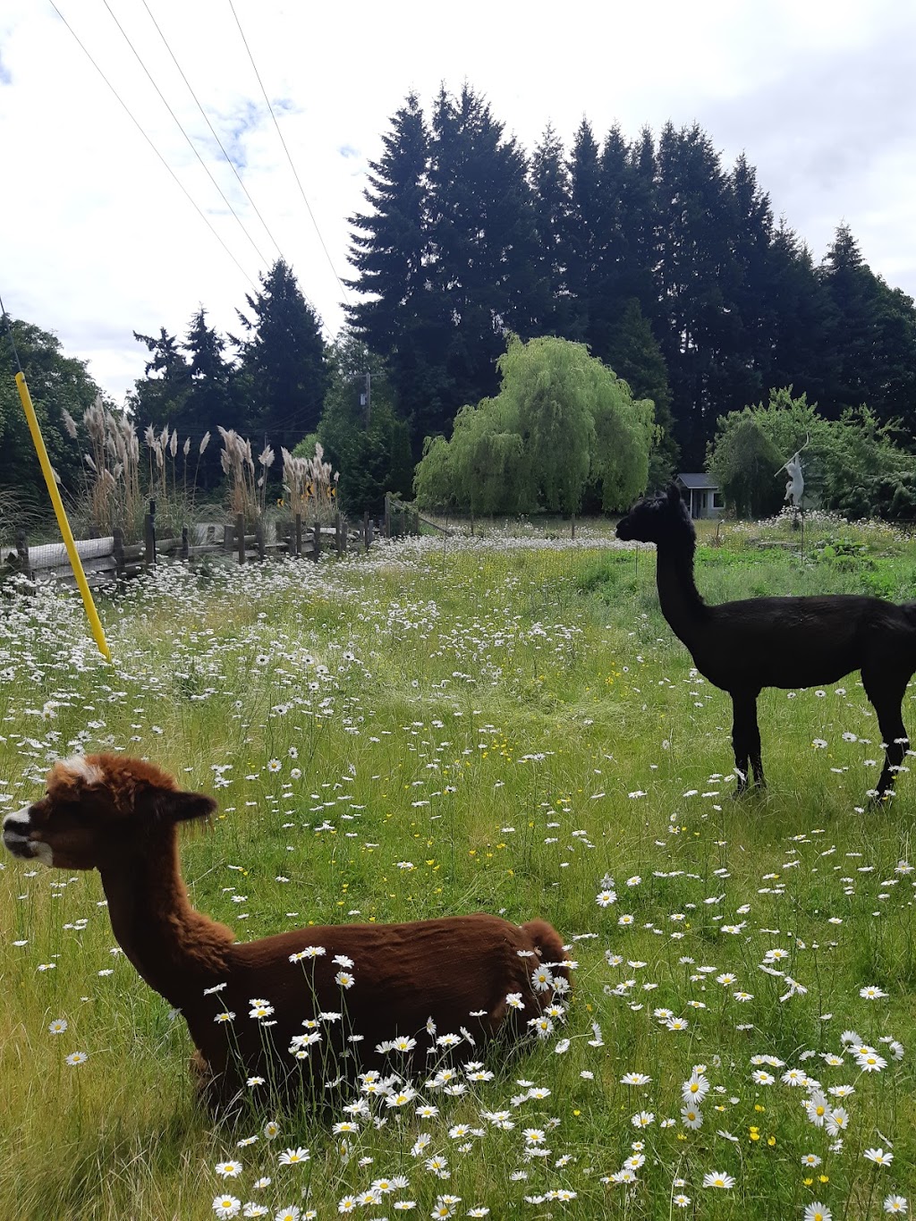 Comfy Cat Boarding Kennel | 5320 Island Hwy W, Qualicum Beach, BC V9K 1Z2, Canada | Phone: (250) 757-9991