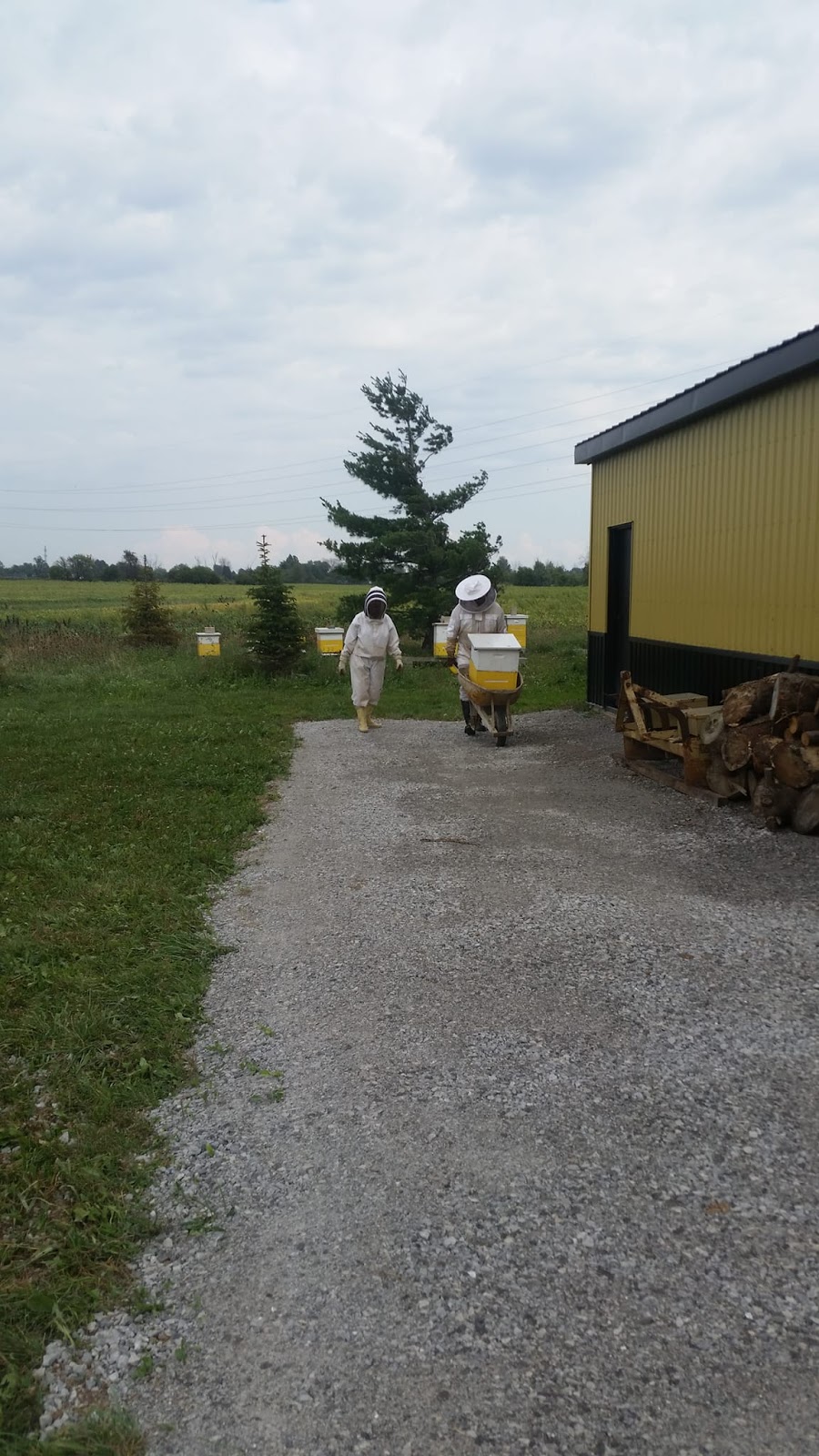 Niagara Honey | 5002 Garner Rd, Niagara Falls, ON L2E 6S4, Canada | Phone: (905) 650-5981