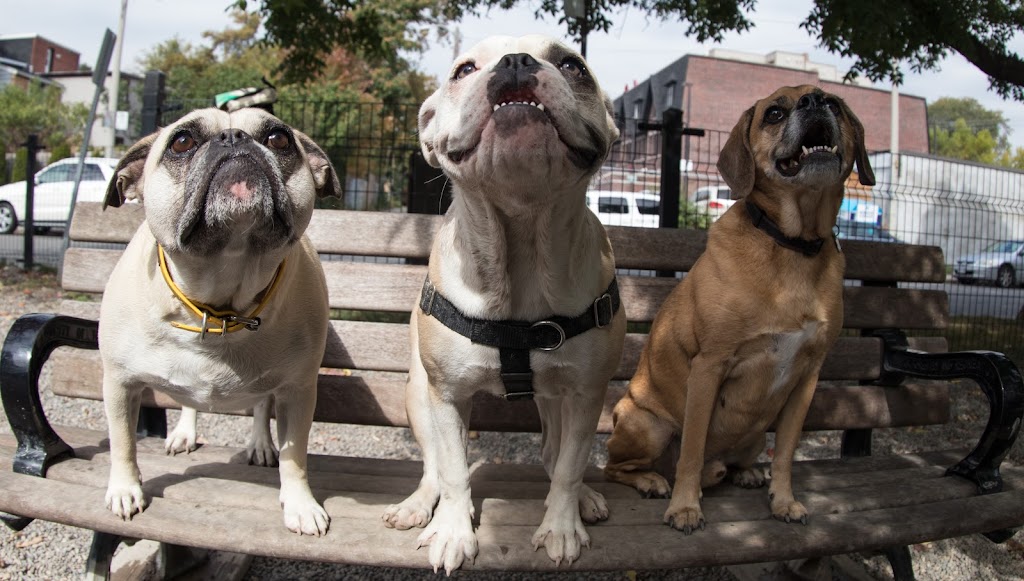 Doggy Dates Toronto | 160 Bastedo Ave, Toronto, ON M4C 3N1, Canada | Phone: (416) 871-3425