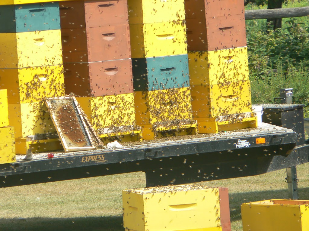 Golden Honey | Gretna, MB R0G 0V0, Canada | Phone: (204) 327-5463