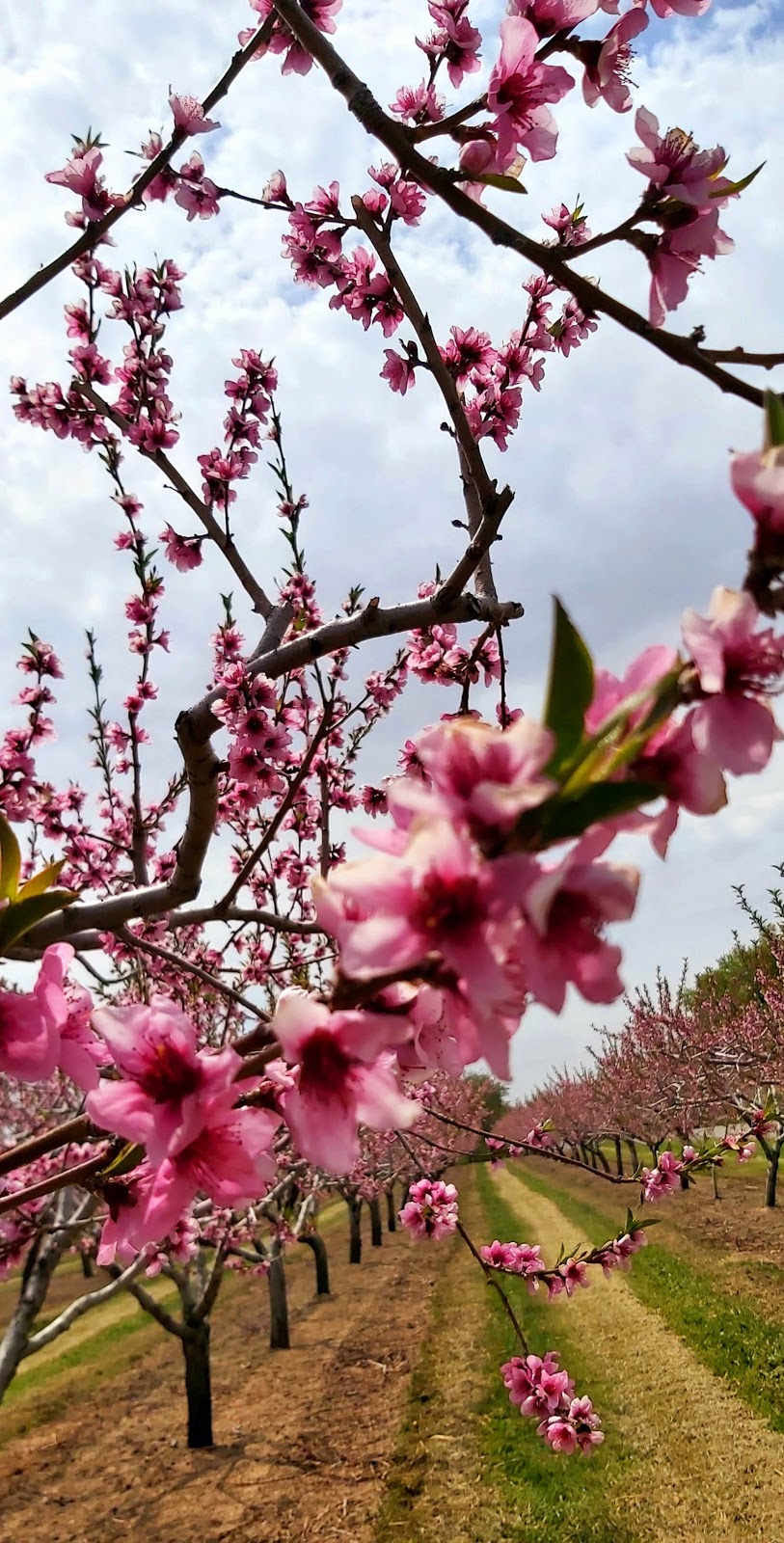 Lakelee Orchards | 4452 Thirteenth St, Jordan Station, ON L0R 1S0, Canada | Phone: (905) 562-4850