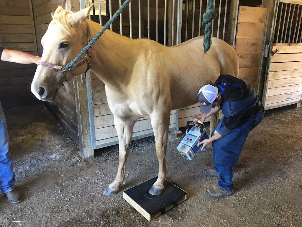 Nugent Veterinary Services | 555 Forks Rd, Welland, ON L3B 5K9, Canada | Phone: (905) 735-4865