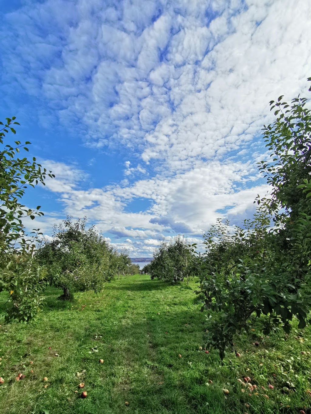 Pomme Delisle | 156 QC-138, Neuville, QC G0A 2R0, Canada | Phone: (418) 876-3745
