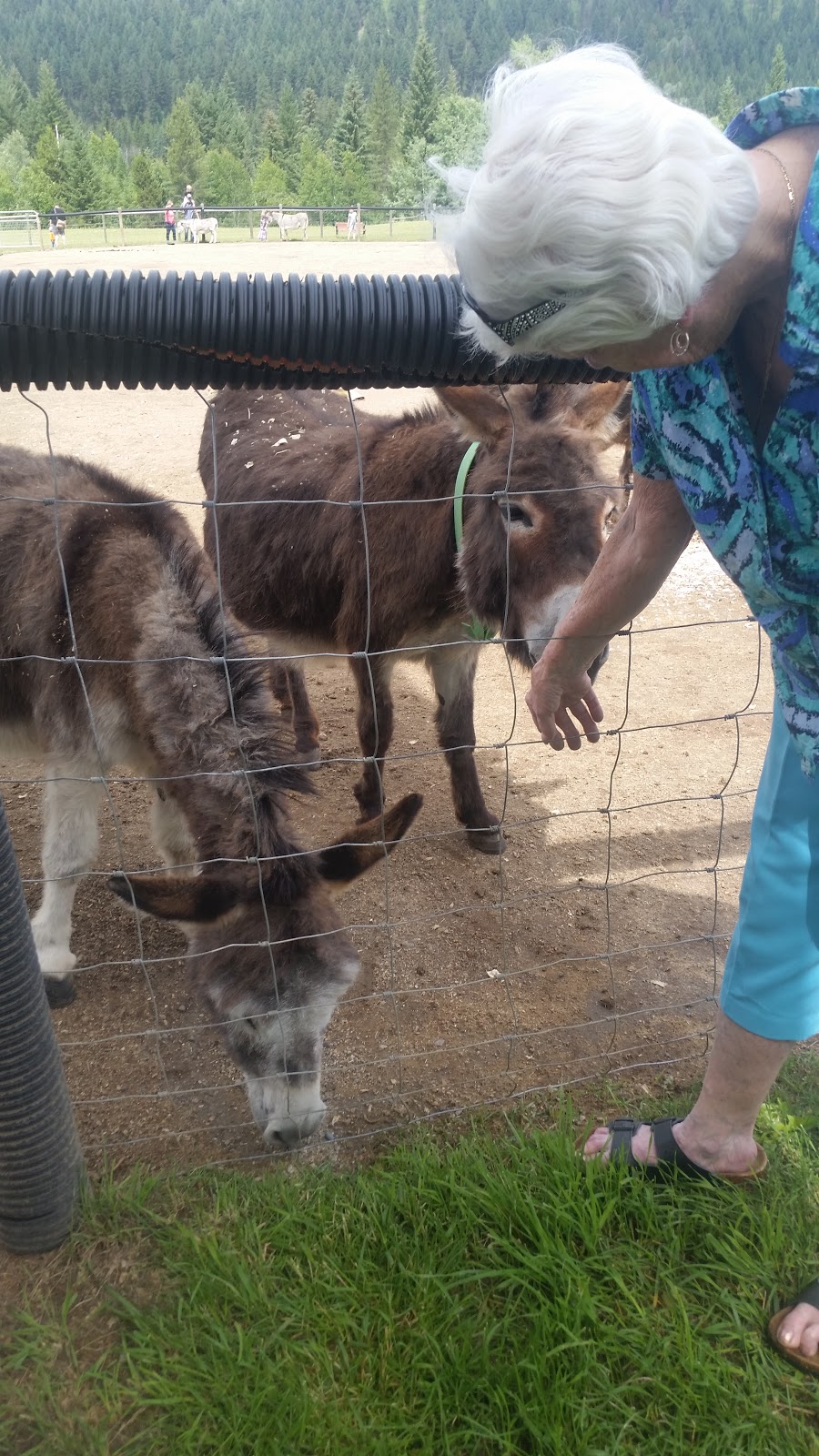 Turtle Valley Donkey Refuge | 7877 Skimikin Rd, Chase, BC V0E 1M1, Canada | Phone: (250) 679-2778